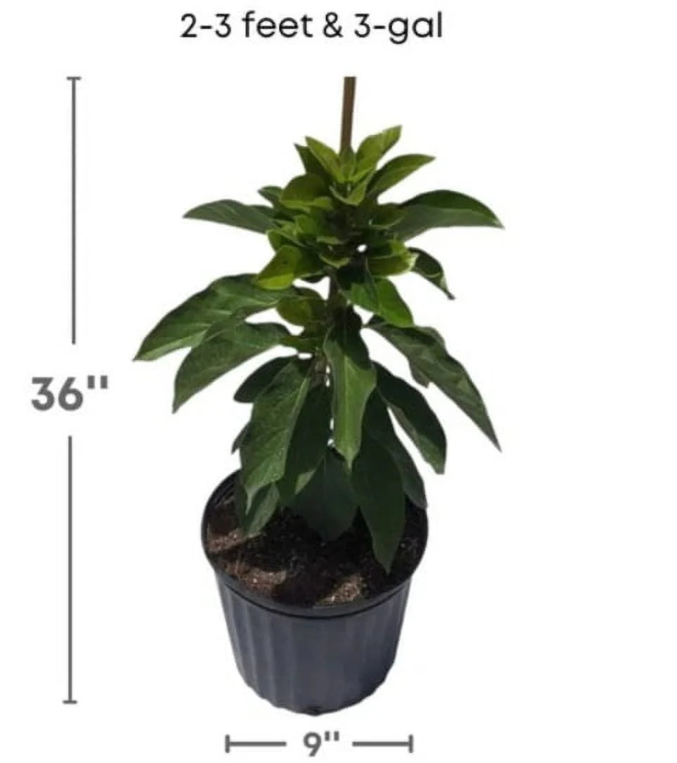 Grafted Mexicola Grande Avocado Tree 2-4FT tall, Cold Hardy. We ship TO ALL STATES