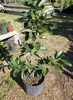 Grafted Mexicola Grande Avocado Tree 2-4FT tall, Cold Hardy. We ship TO ALL STATES