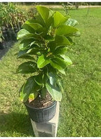 Grafted Mexicola Grande Avocado Tree 2-4FT tall, Cold Hardy. We ship TO ALL STATES